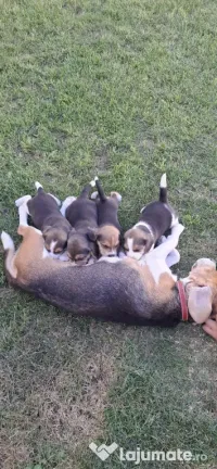 Căței beagle de vânzare