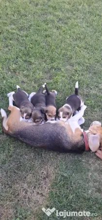 Căței beagle de vânzare