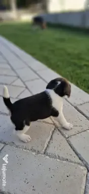 Căței beagle de vânzare 
