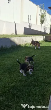 Căței beagle de vânzare 