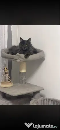 Maine coon cu pedigree