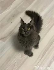 Maine coon cu pedigree 