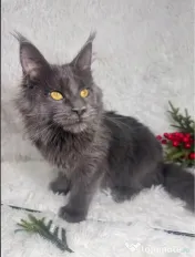 Maine coon cu pedigree 