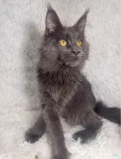 Maine coon cu pedigree 