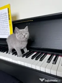 British Shorthair Blue – fetiță deosebită, rasă pură 