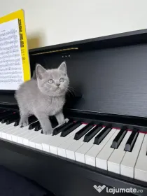 British Shorthair Blue – fetiță deosebită, rasă pură