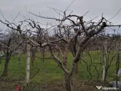 Lucrări de grădinărit