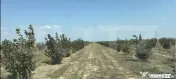 Afacere agricolă – plantație de alun pe rod, 11 ha, util
