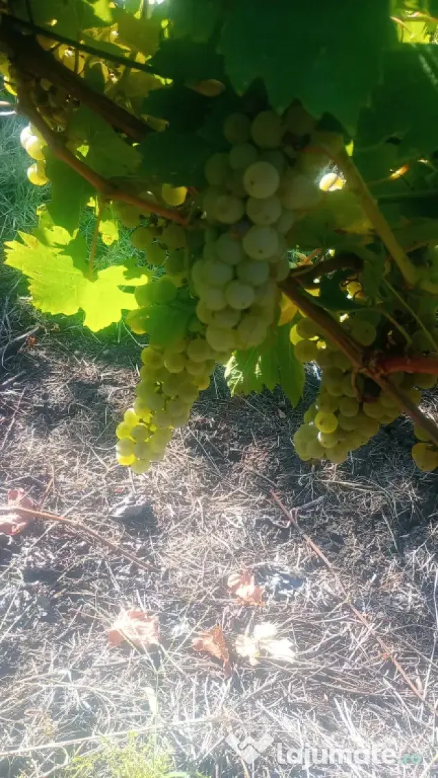 Vând struguri pt vin