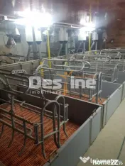 AFACERE LA CHEIE FERMA DE PORCI 