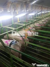AFACERE LA CHEIE FERMA DE PORCI 