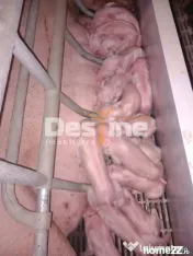AFACERE LA CHEIE FERMA DE PORCI 
