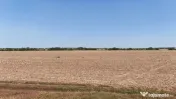 Teren Buftea langa padure 