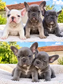 Bulldog francez de vânzare