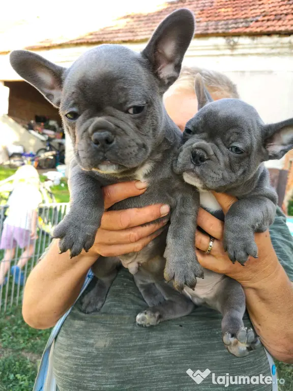 Bulldog francez de vânzare