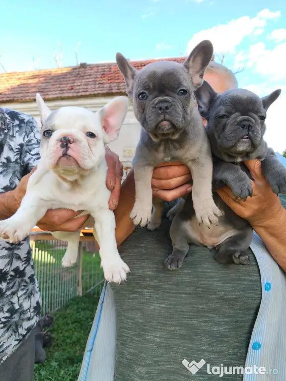 Bulldog francez de vânzare