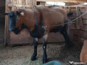Vând sau schimb  tap alpin 
