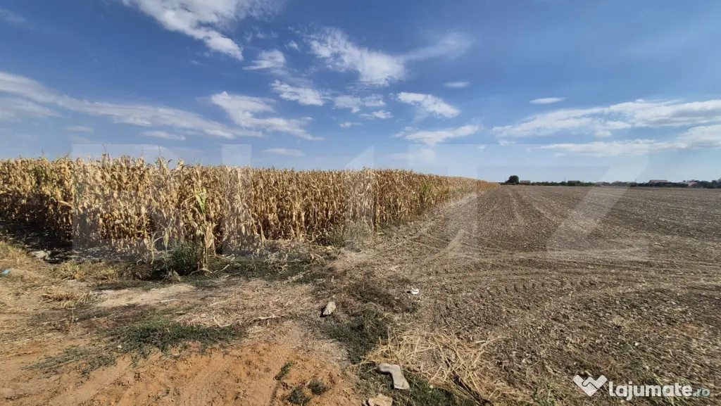 Teren extravilan de vanzare, 19.700 mp, pe centura Botizului - Satu Mare (Satu-Mare)