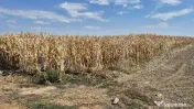 Teren extravilan de vanzare, 19.700 mp, pe centura Botizului