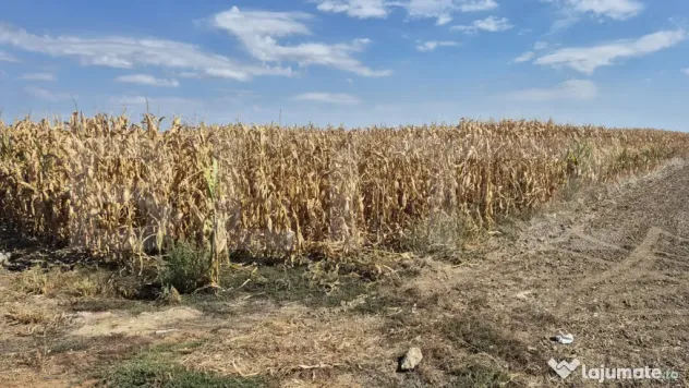 Teren extravilan de vanzare, 19.700 mp, pe centura Botizului - Satu Mare (Satu-Mare)