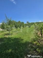 Livadă de vânzare în Hodac!