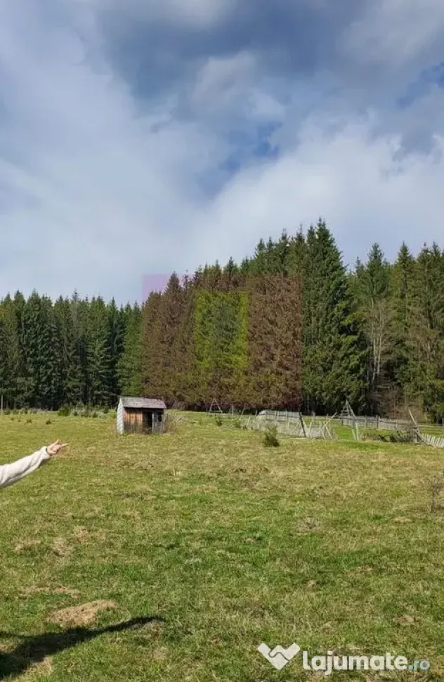 Teren intravilan 2500 mp in Valea Doftanei - Valea Doftanei (Prahova)