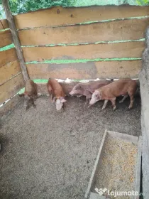 porci