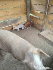 porci 