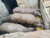 porci 