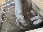 porci 