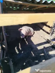 porci 