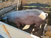 porci 