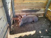 porci 