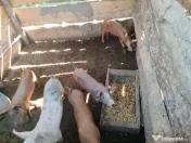 porci 