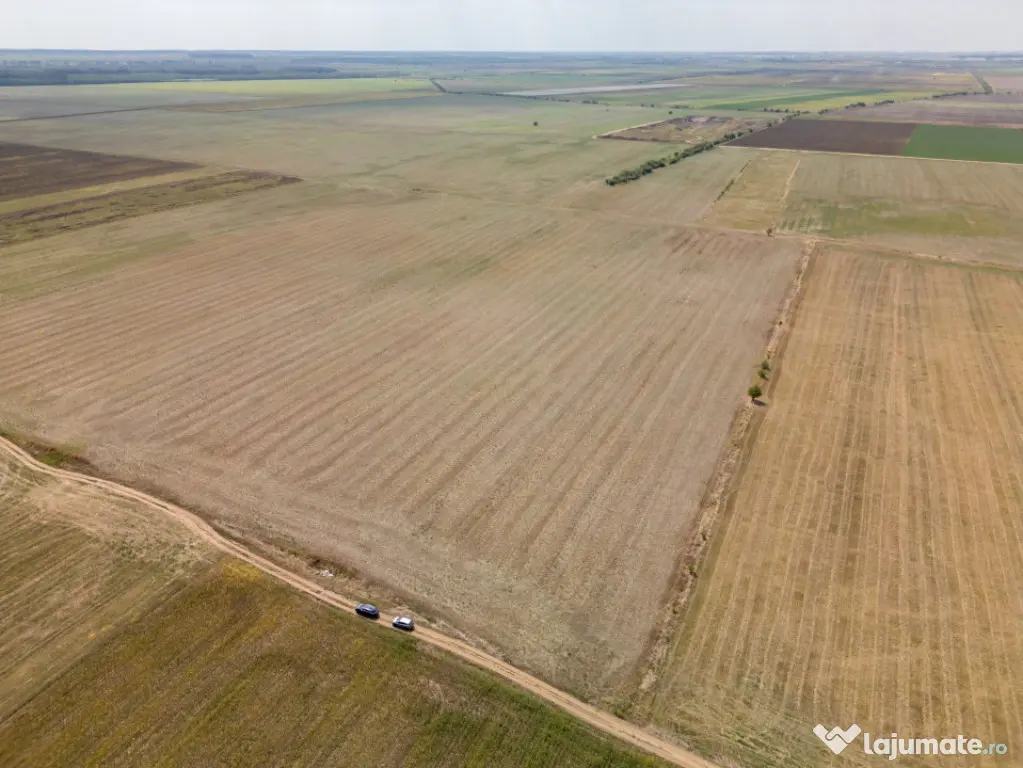 DASCALU - TEREN INTRAVILAN 7500 MP, INVESTITIE! - Dascalu (Bucuresti-Ilfov)