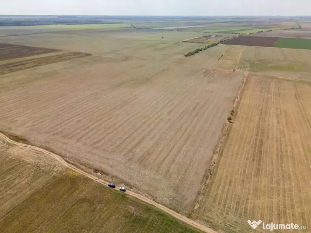 DASCALU - TEREN INTRAVILAN 7500 MP, INVESTITIE! - Dascalu (Bucuresti-Ilfov)