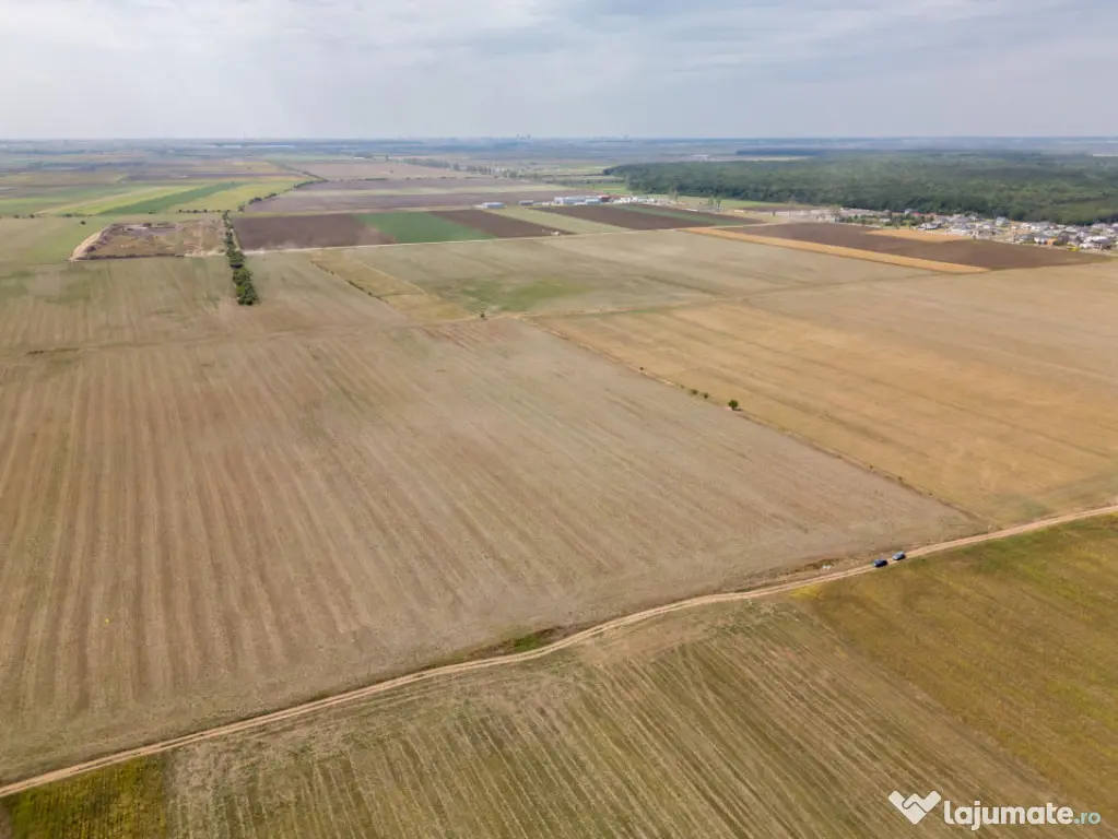 DASCALU - TEREN INTRAVILAN 7500 MP, INVESTITIE! - Dascalu (Bucuresti-Ilfov)