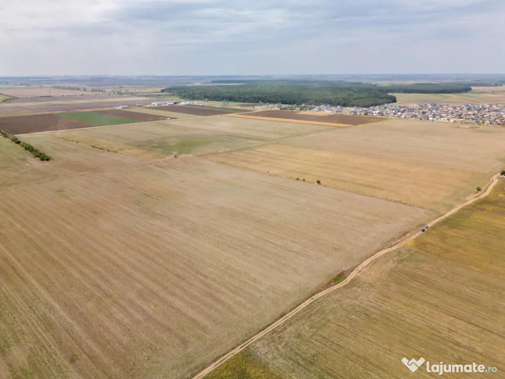 DASCALU - TEREN INTRAVILAN 7500 MP, INVESTITIE! - Dascalu (Bucuresti-Ilfov)