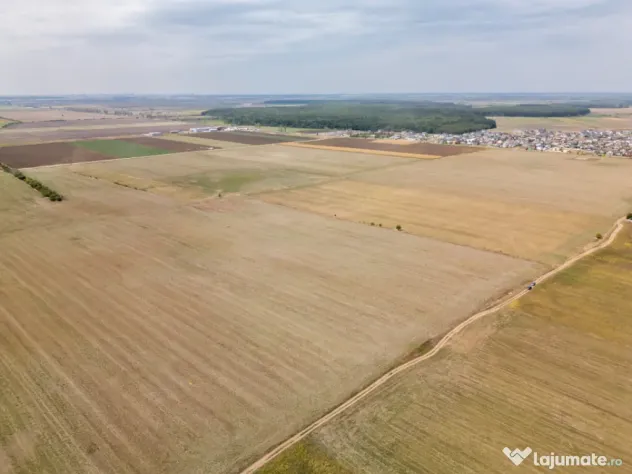 DASCALU - TEREN INTRAVILAN 7500 MP, INVESTITIE! - Dascalu (Bucuresti-Ilfov)