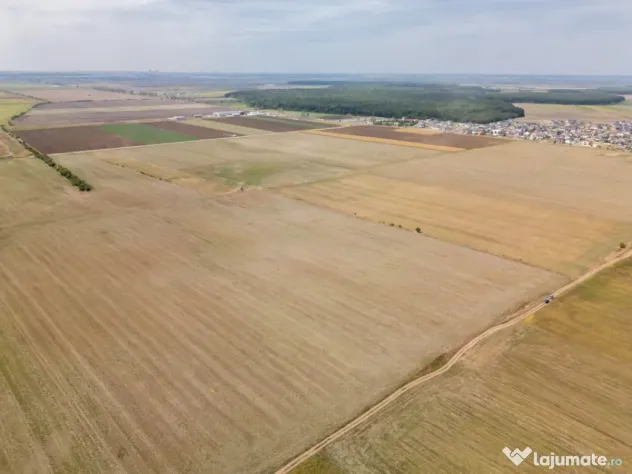 DASCALU - TEREN INTRAVILAN 7500 MP, INVESTITIE! - Dascalu (Bucuresti-Ilfov)
