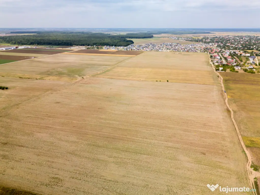 DASCALU - TEREN INTRAVILAN 7500 MP, INVESTITIE! - Dascalu (Bucuresti-Ilfov)