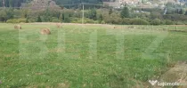 Teren intravilan, 1.000 mp, zona Vatra Dornei
