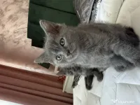 Motan British Shorthair blue 9 saptamani 