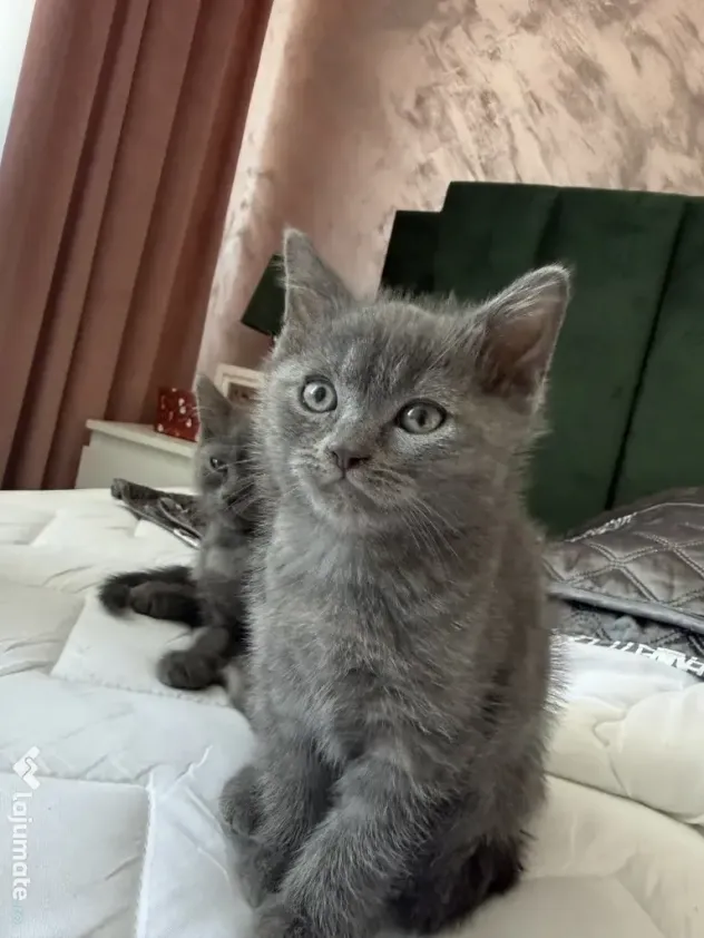 Motan British Shorthair blue 9 saptamani