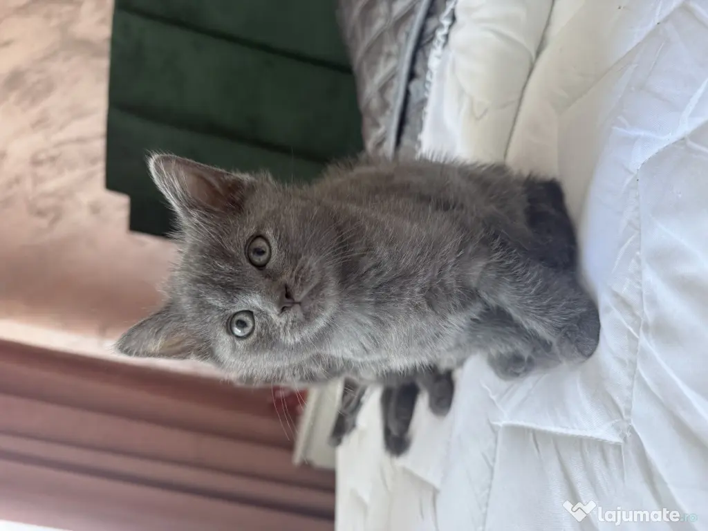Motan British Shorthair blue 9 saptamani