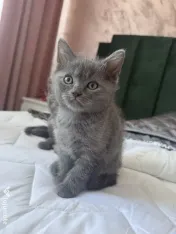 Motan British Shorthair blue 9 saptamani 