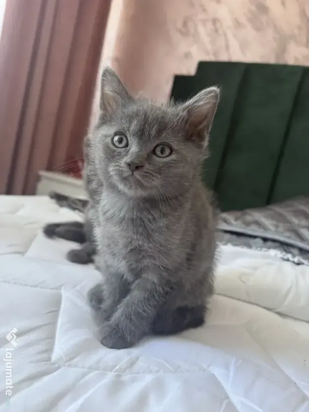 Motan British Shorthair blue 9 saptamani