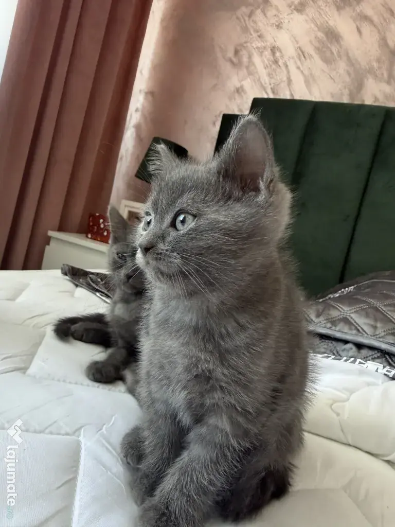 Motan British Shorthair blue 9 saptamani