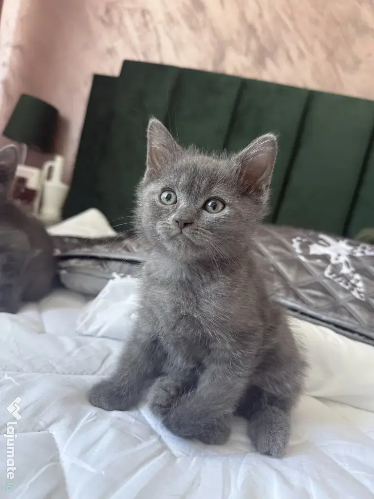 Motan British Shorthair blue 9 saptamani