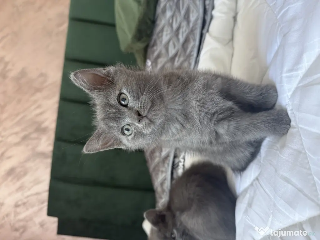 Motan British Shorthair blue 9 saptamani
